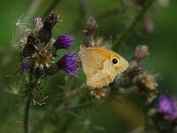 Maniola jurtina 128, Bruin zandoogje, Saxifraga-Theo Verstrael