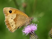 Maniola jurtina 129, Bruin zandoogje, Saxifraga-Lieven Decrick