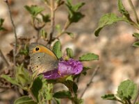 Maniola telmessia 2, Levant bruin zandoogje, male, Saxifraga-Theo Verstrael