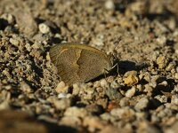 Maniola telmessia 3, Levant bruin zandoogje, female, Saxifraga-Theo Verstrael