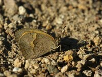 Maniola telmessia 4, Levant bruin zandoogje, female, Saxifraga-Theo Verstrael