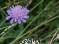 Melanargia galathea 131, Dambordje, Saxifraga-Theo Verstrael