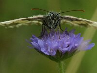 Melanargia galathea 132, Dambordje, Saxifraga-Theo Verstrael