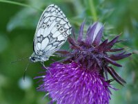 Melanargia galathea 133, Dambordje, Saxifraga-Theo Verstrael