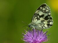 Melanargia galathea 134, Dambordje, Saxifraga-Theo Verstrael