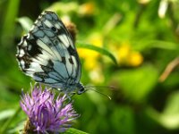 Melanargia galathea 135, Dambordje, Saxifraga-Theo Verstrael