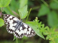 Melanargia galathea 136, Dambordje, Saxifraga-Lieven Decrick