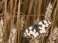 Melanargia galathea 137, Dambordje, Saxifraga-Lieven Decrick