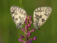 Melanargia galathea 138, Dambordje, Saxifraga-Lieven Decrick