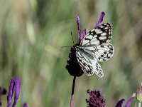 Melanargia ines 2, Moors dambordje, Saxifraga-Theo Verstrael