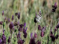 Melanargia ines 3, Moors dambordje, Saxifraga-Theo Verstrael