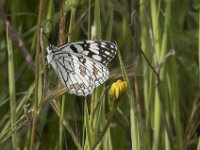 Melanargia ines 4, Moors dambordje, Saxifraga-Willem van Kruijsbergen