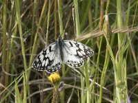 Melanargia ines 5, Moors dambordje, Saxifraga-Willem van Kruijsbergen