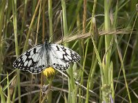 Melanargia ines 6, Moors dambordje, Saxifraga-Willem van Kruijsbergen