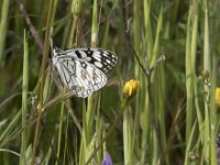 Melanargia ines 7, Moors dambordje, Saxifraga-Willem van Kruijsbergen