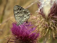 Melanargia larissa 10, Oostelijk dambordje, Saxifraga-Theo Verstrael