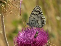 Melanargia larissa 11, Oostelijk dambordje, Saxifraga-Theo Verstrael