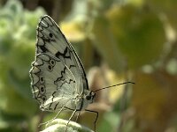 Melanargia larissa 12, Oostelijk dambordje, Saxifraga-Theo Verstrael