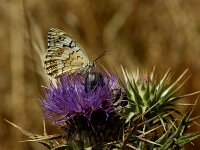 Melanargia larissa 13, Oostelijk dambordje, Saxifraga-Theo Verstrael