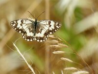 Melanargia larissa 8, Oostelijk dambordje, Saxifraga-Theo Verstrael