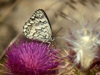 Melanargia larissa 9, Oostelijk dambordje, Saxifraga-Theo Verstrael