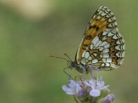 Melitaea athalia 103, Bosparelmoervlinder, Saxifraga-Theo Verstrael