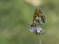 Melitaea athalia 104, Bosparelmoervlinder, Saxifraga-Theo Verstrael