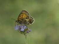 Melitaea athalia 105, Bosparelmoervlinder, Saxifraga-Theo Verstrael