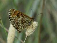 Melitaea athalia 106, Bosparelmoervlinder, Saxifraga-Theo Verstrael