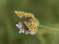 Melitaea athalia 107, Bosparelmoervlinder, Saxifraga-Theo Verstrael