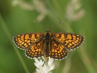 Melitaea athalia 108, Bosparelmoervlinder, Saxifraga-Theo Verstrael