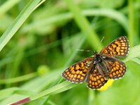 Melitaea athalia 109, Bosparelmoervlinder, Saxifraga-Theo Verstrael