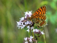 Melitaea athalia 110, Bosparelmoervlinder, Saxifraga-Theo Verstrael