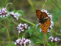Melitaea athalia 111, Bosparelmoervlinder, Saxifraga-Theo Verstrael