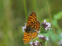 Melitaea athalia 112, Bosparelmoervlinder, Saxifraga-Theo Verstrael