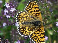 Melitaea cinxia 37, Veldparelmoervlinder, Saxifraga-Theo Verstrael
