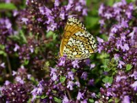 Melitaea cinxia 38, Veldparelmoervlinder, Saxifraga-Theo Verstrael