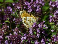 Melitaea cinxia 39, Veldparelmoervlinder, Saxifraga-Theo Verstrael