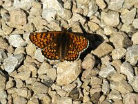 Melitaea cinxia 40, Veldparelmoervlinder, Saxifraga-Theo Verstrael