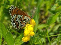 Melitaea cinxia 41, Veldparelmoervlinder, Saxifraga-Theo Verstrael