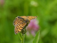 Melitaea cinxia 42, Veldparelmoervlinder, Saxifraga-Theo Verstrael