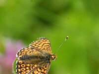 Melitaea cinxia 43, Veldparelmoervlinder, Saxifraga-Theo Verstrael