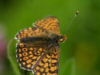 Melitaea cinxia 44, Veldparelmoervlinder, Saxifraga-Theo Verstrael