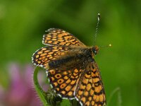 Melitaea cinxia 45, Veldparelmoervlinder, Saxifraga-Theo Verstrael