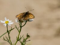 Melitaea cinxia 46, Veldparelmoervlinder, Saxifraga-Theo Verstrael