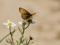 Melitaea cinxia 47, Veldparelmoervlinder, Saxifraga-Theo Verstrael