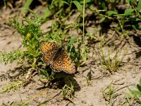 Melitaea cinxia 48, Veldparelmoervlinder, Saxifraga-Theo Verstrael