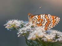 Melitaea cinxia 49, Veldparelmoervlinder, Saxifraga-Lieven Decrick
