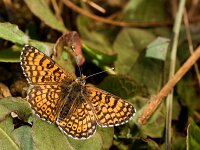 Melitaea cinxia 50, Veldparelmoervlinder, Saxifraga-Lieven Decrick