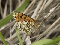 Melitaea deione 32, Spaanse parelmoervlinder, Saxifraga-Willem van Kruijsbergen